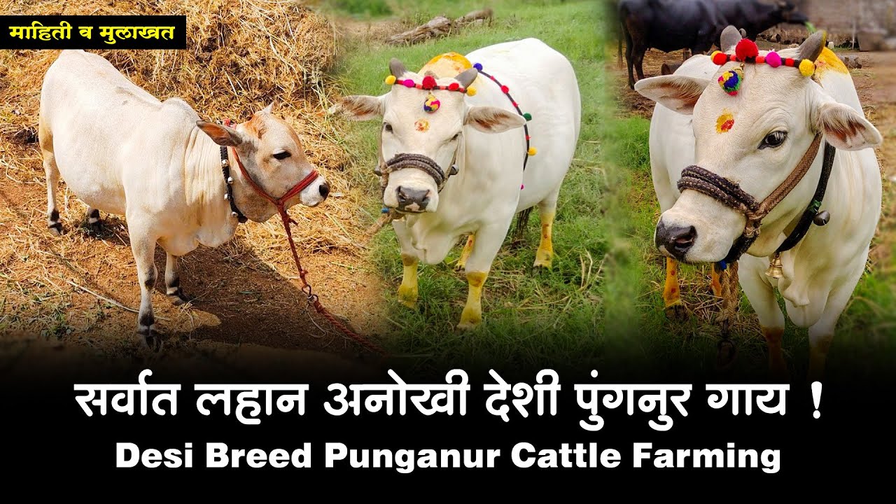 सर्वात लहान अनोखी देशी पुंगनुर गाय माहिती | World Smallest Punganur Cow