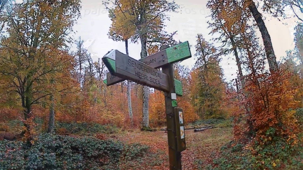 Selva de Irati - Otoño - Ruta NA 54c