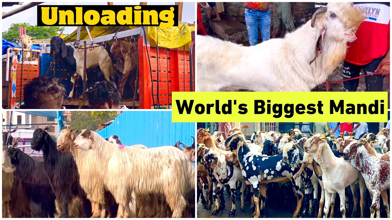 Deonar Bakra Mandi Mumbai Day 1 Morning Vlog | Unloading of Goats June 29, 2022