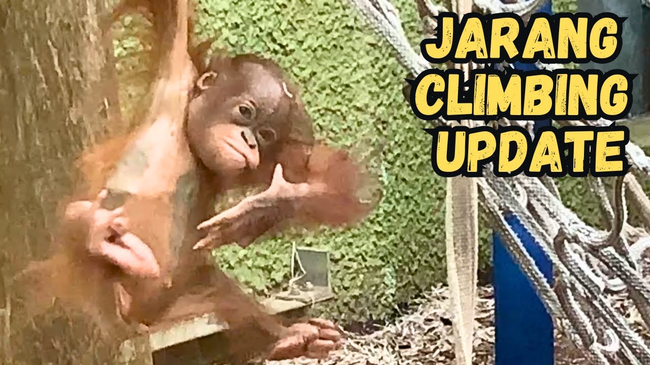 Baby Orangutan Jarang's Big Climbing Update!
