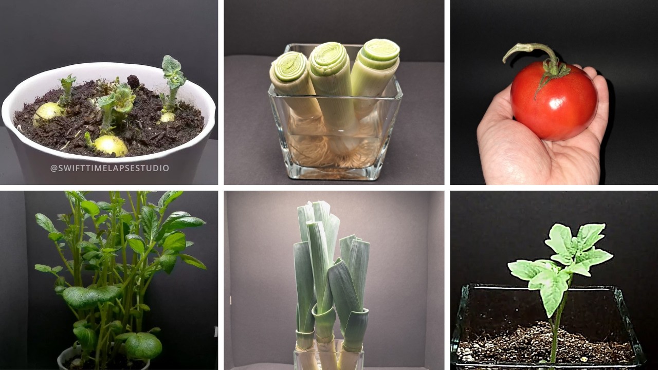 Growing Plants Compilation First Steps | Time Lapse
