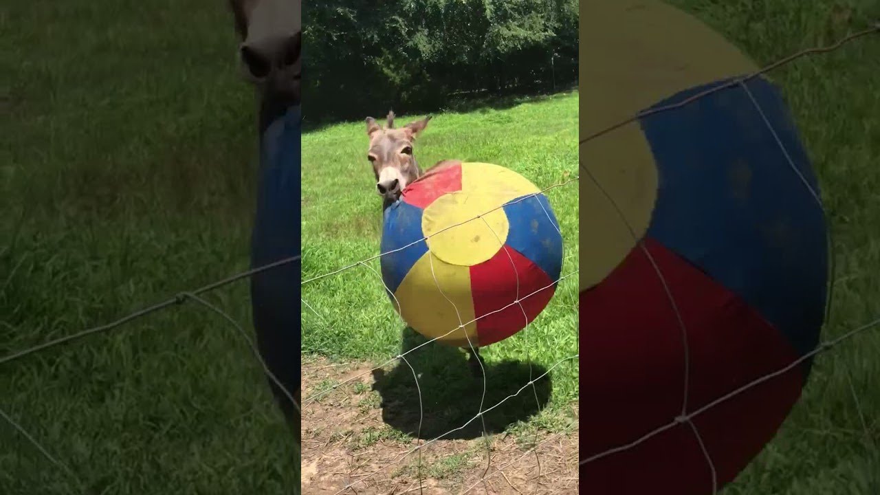 Donkey Has a Ball || ViralHog