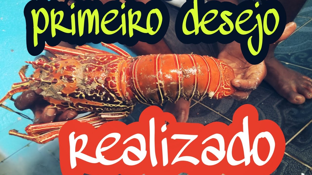 provando lagosta pela primeira, remo&ccedil;&atilde;o  da carne da lagosta😋😋