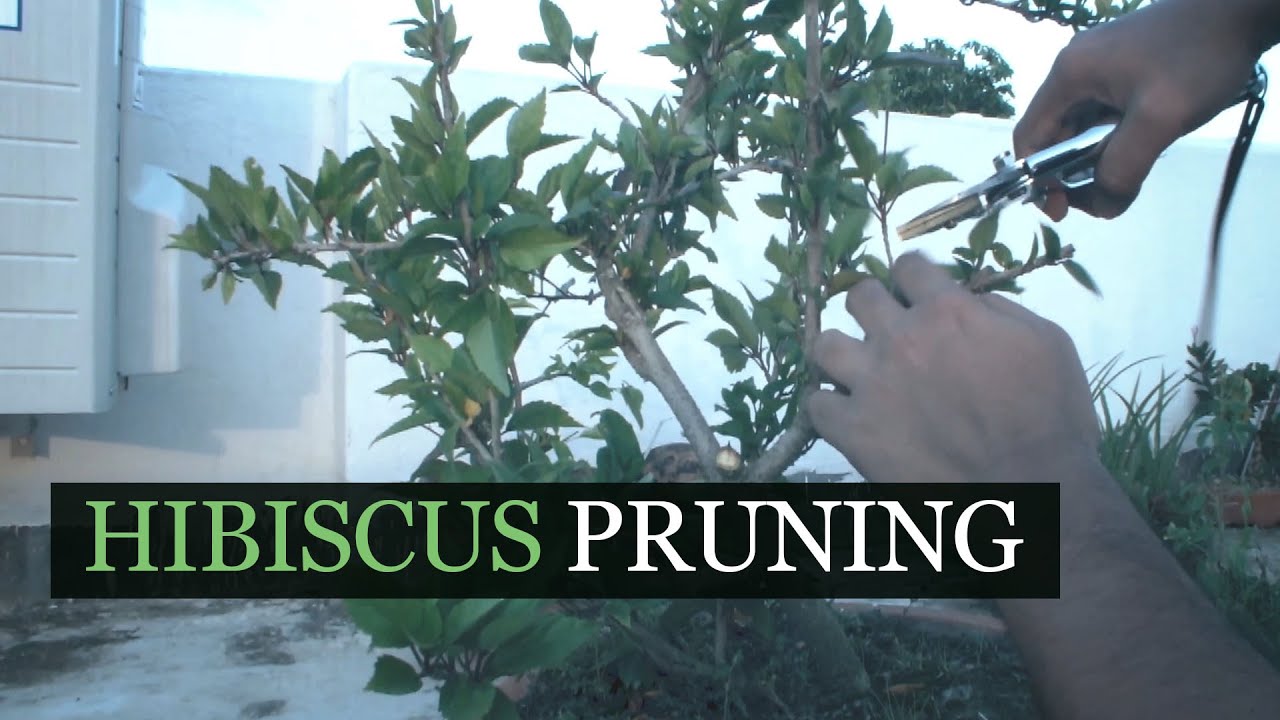 Hibiscus Bonsai Style Pruning #hibiscus #bonsai #howto