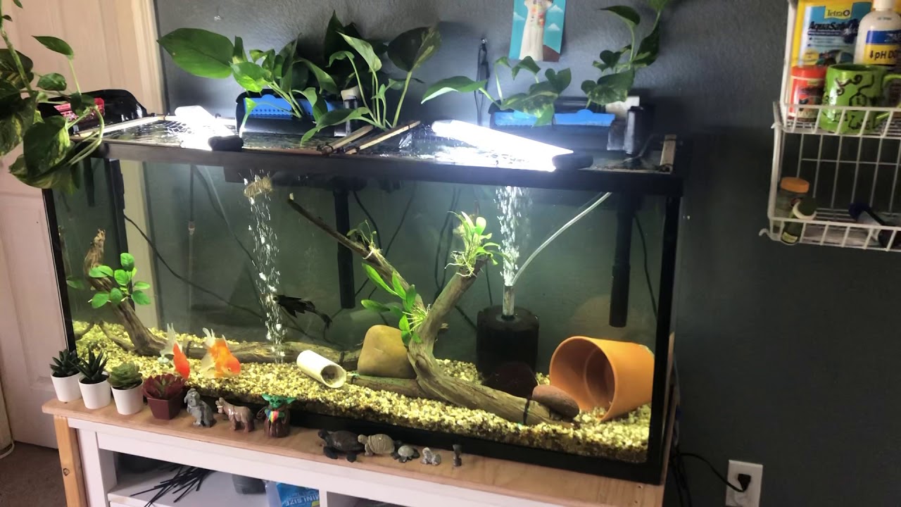 55 gallon goldfish tank