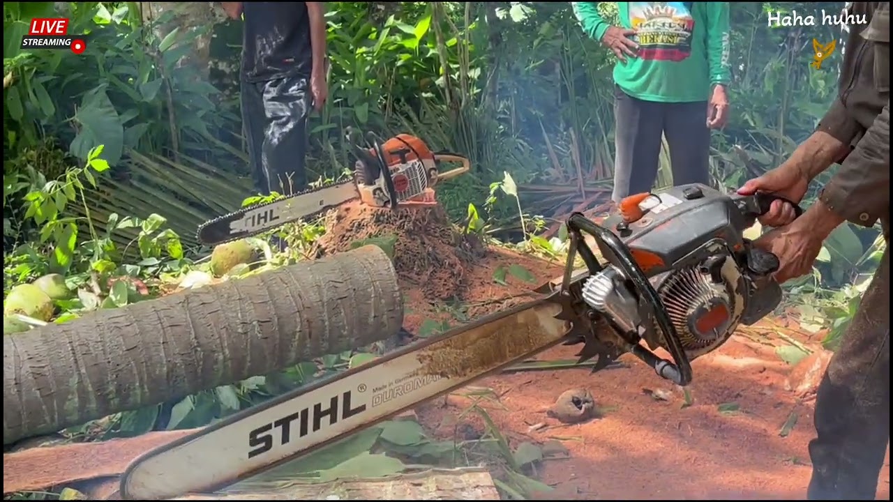 THE MOST AESTHETIC COCONUT TREE FELLING IN THE WORLD.high end woodworking projects
