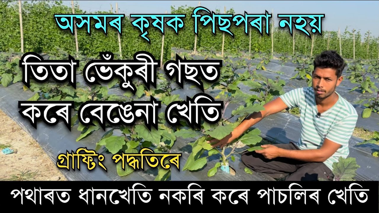 তিতা ভেঁকুৰী গছত বেঙেনা খেতি কৰা অসমৰ কৃষক।Assam farming videos।Vegetable farming in Assam  #farming