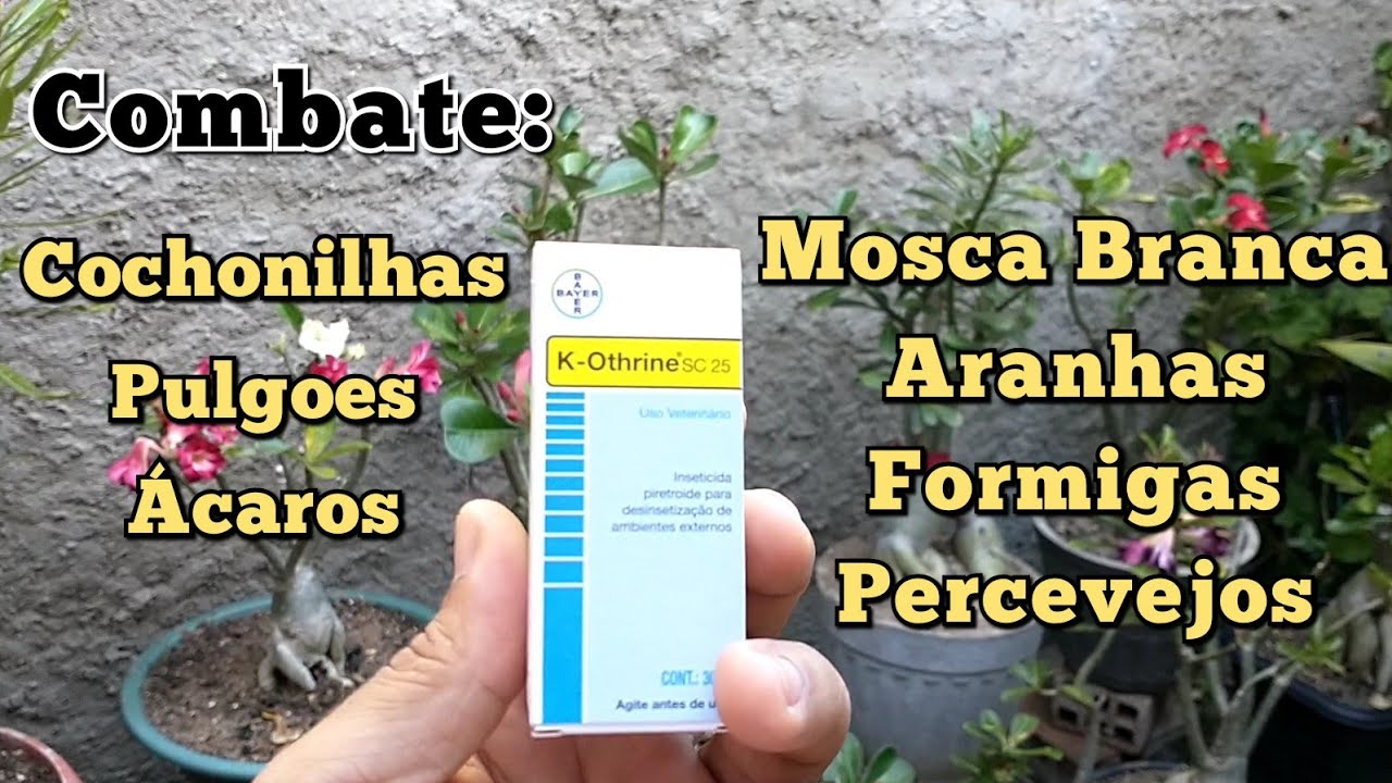 Como Usar o K-OTHRINE nas Suas ROSAS DO DESERTO de Forma Correta