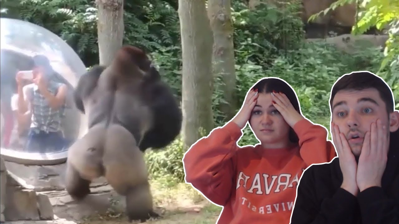 ANIMALS VS HUMANS COMPILATION!! | British Couple Reacts