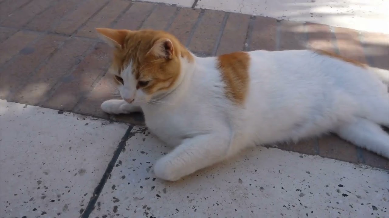 How do cats keep their claws so sharp?