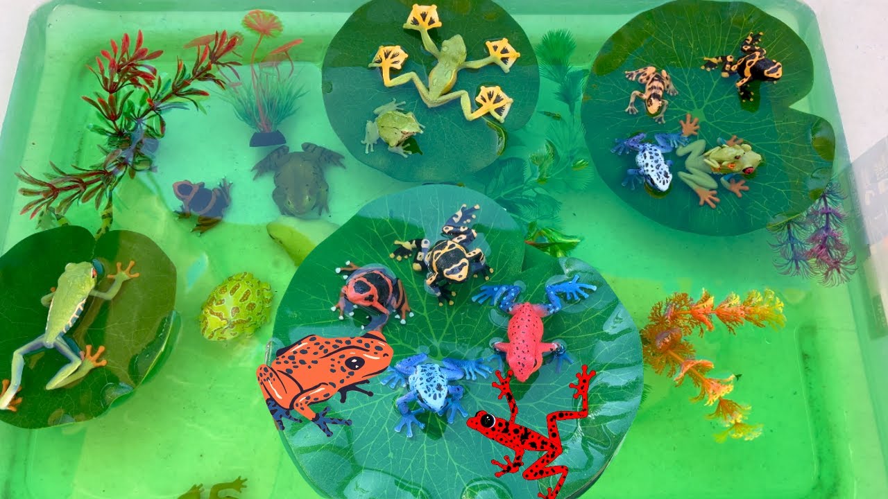 Frogs World | Posion Dart Frogs, Tree Frogs, Horned frogs | Toys for kids