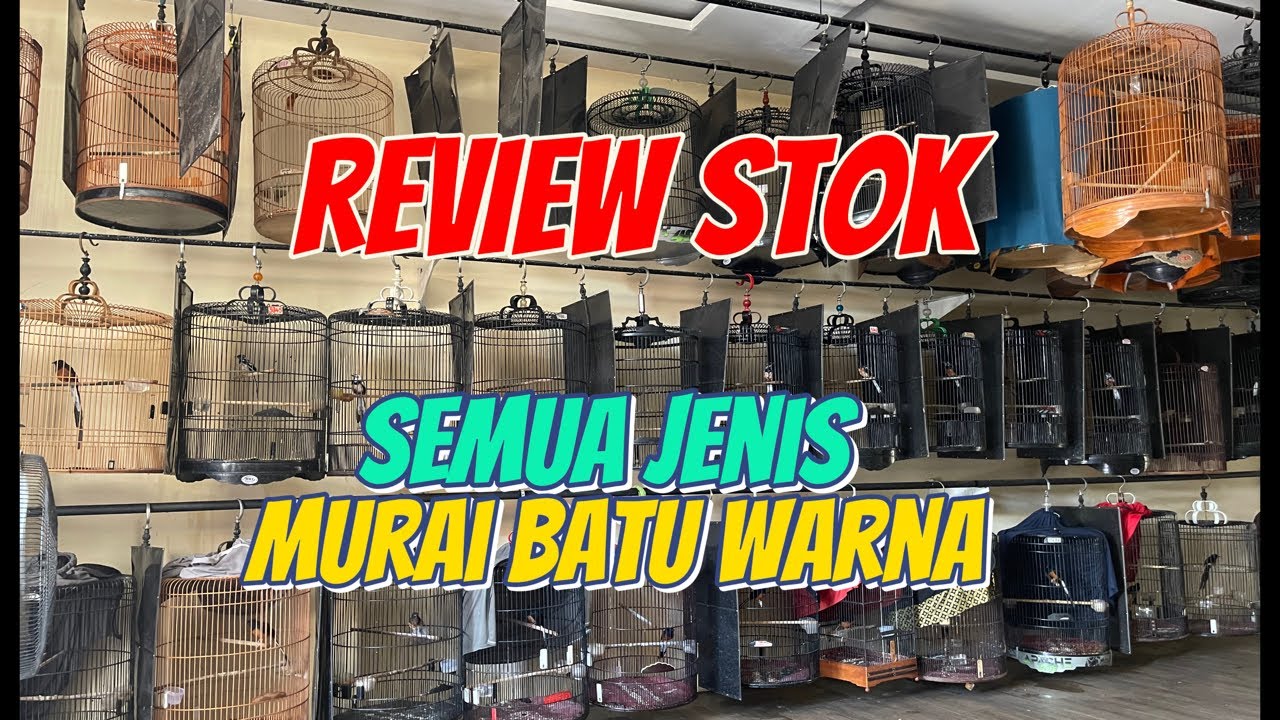 MURAI BATU TERBAIK sedang live sekarang!