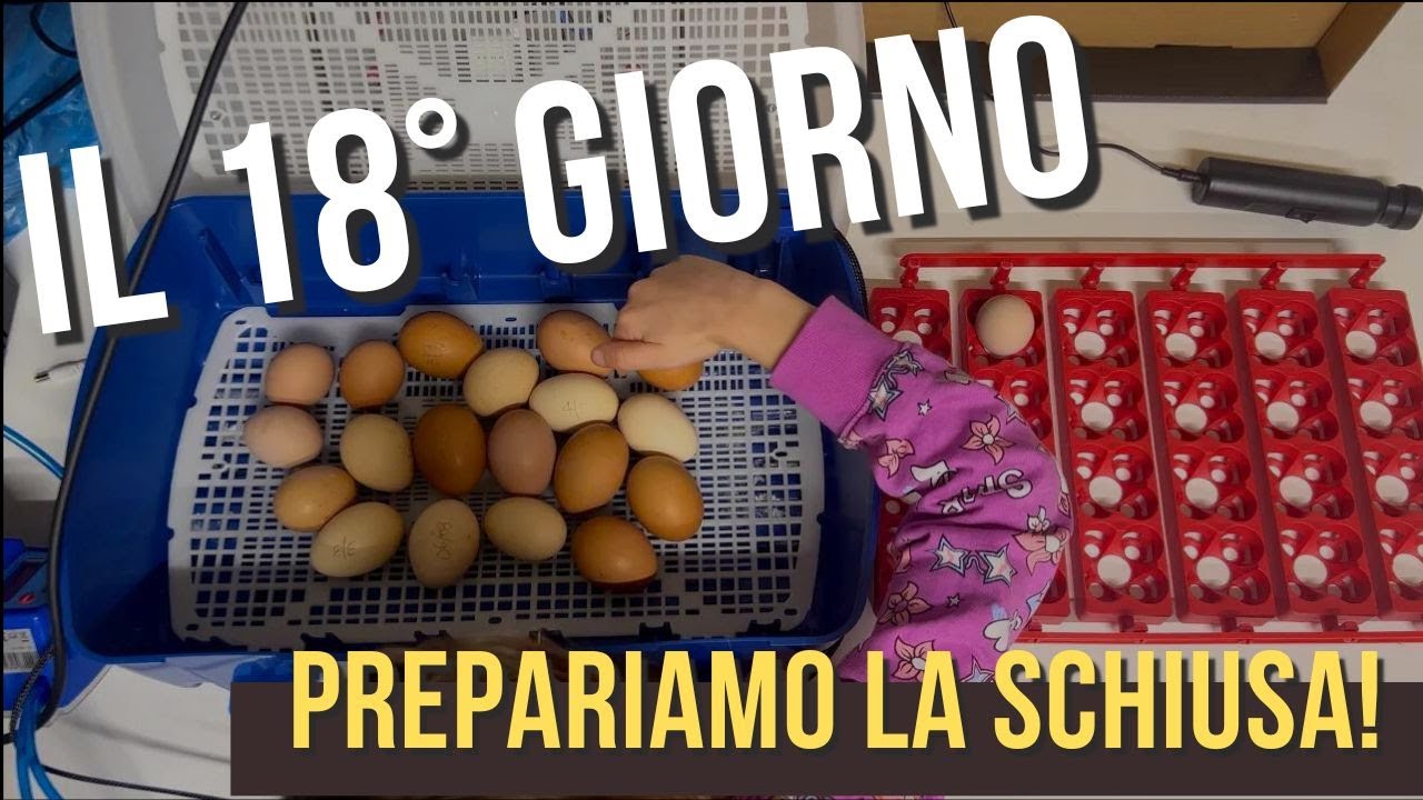 PULCINI pt. 3 - Preparazione alla SCHIUSA delle uova | 18esimo giorno di incubazione