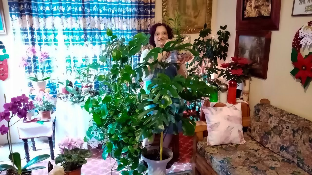 Plantas de Interior con poca Luz, Tour y Cuidados