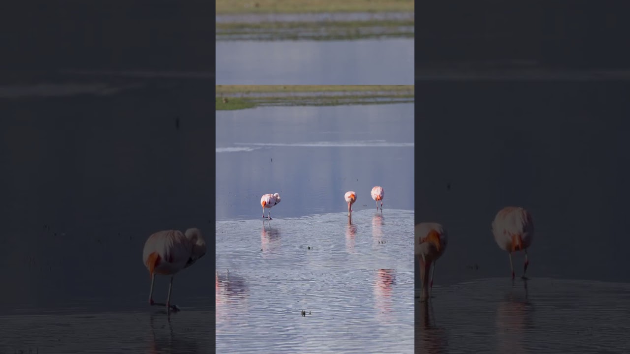 Peaceful tranquil,The Three Flamingos