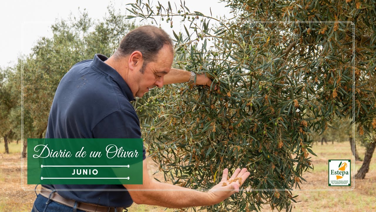 Junio en el olivar - Denominación de Origen Estepa