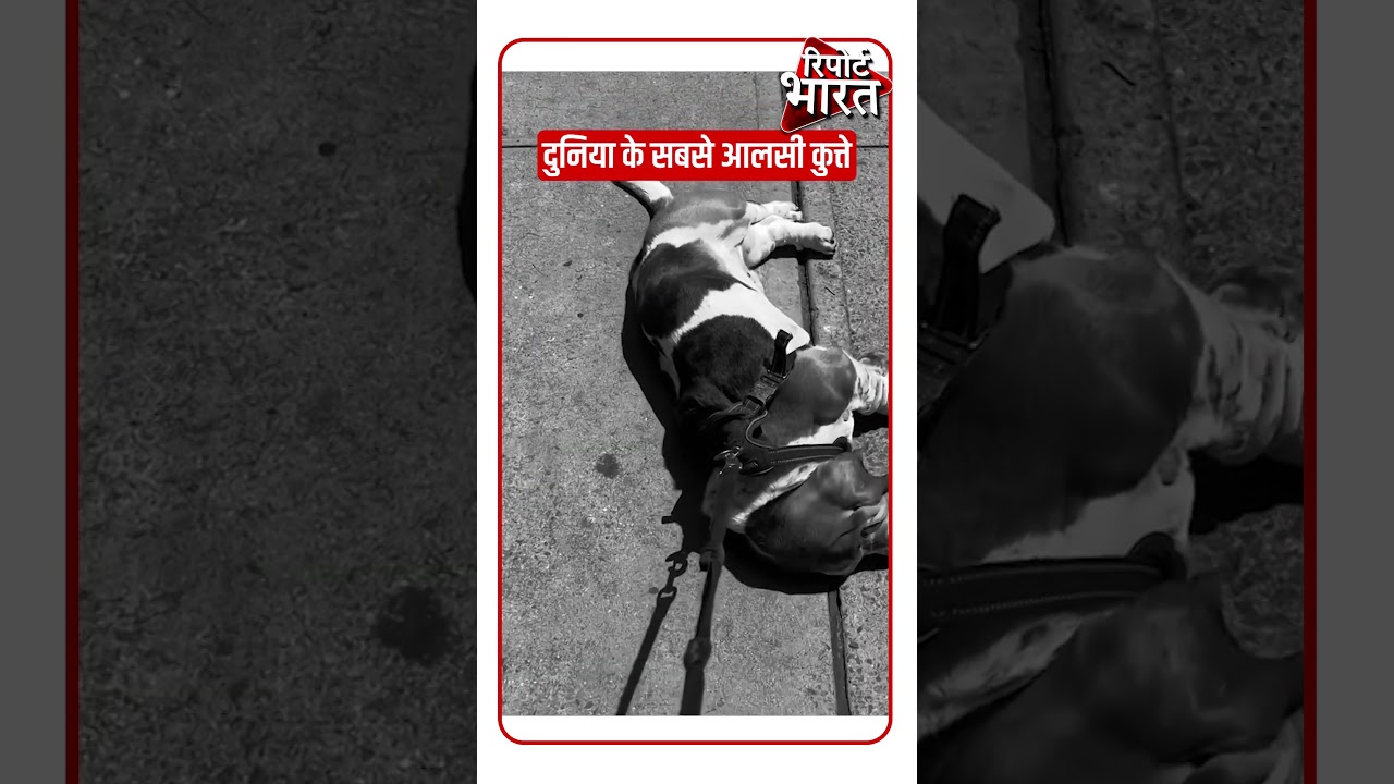 Top 8 Funny Lazy Dogs #FunnyDogs #Funny #Dogs | Report Bharat