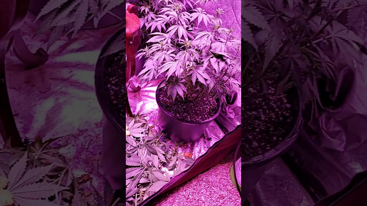 Ethos Genitics Grape Multiple Pack Grow 💯💯🙏🙏💯💯🙏🙏 Always