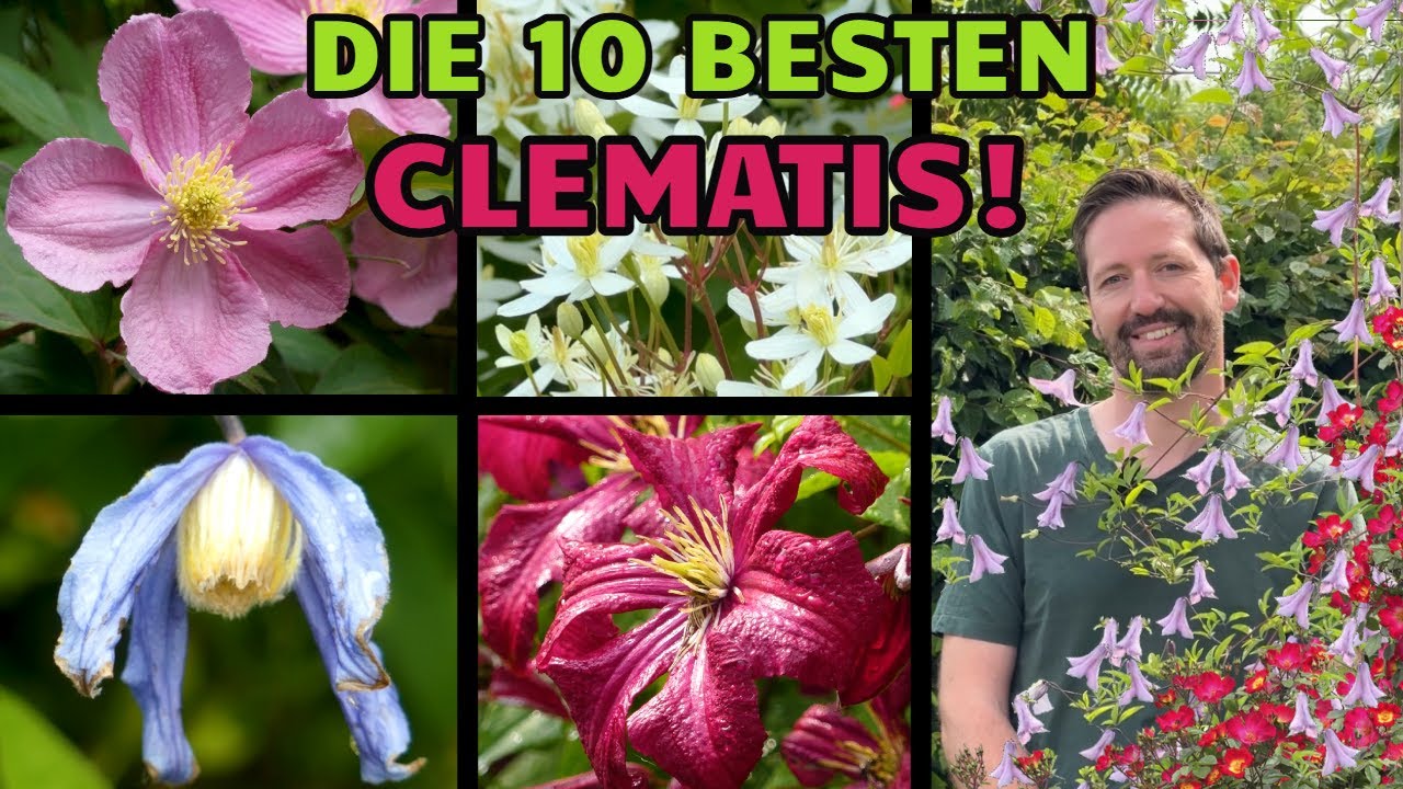 Clematis: Die 10 besten Sorten für den Garten von Alpen-Waldrebe bis Gold-Waldrebe! Gesund u robust