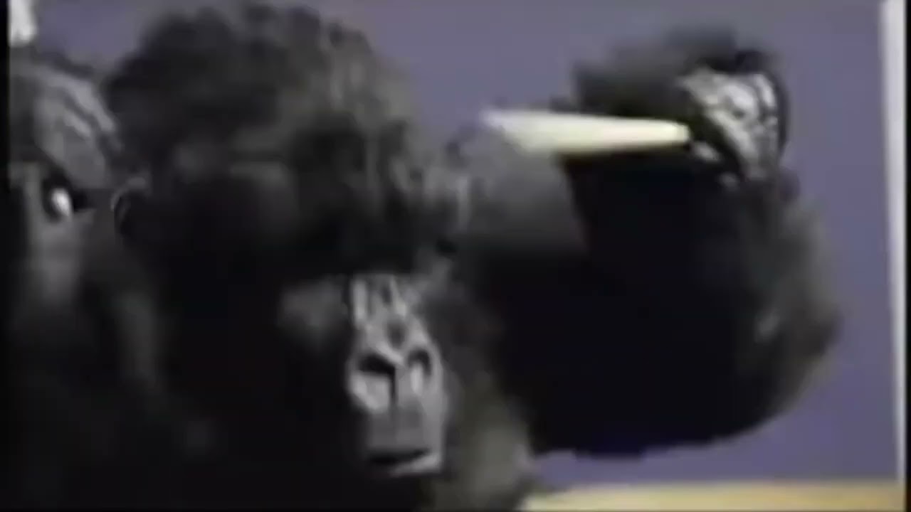 APE OUT drummer monkey meme