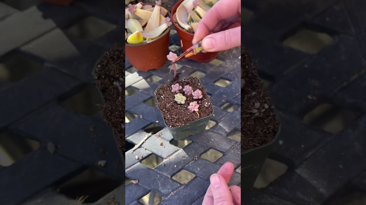 How To Propagate Succulents: Graptosedum &lsquo;Ghosty&rsquo;