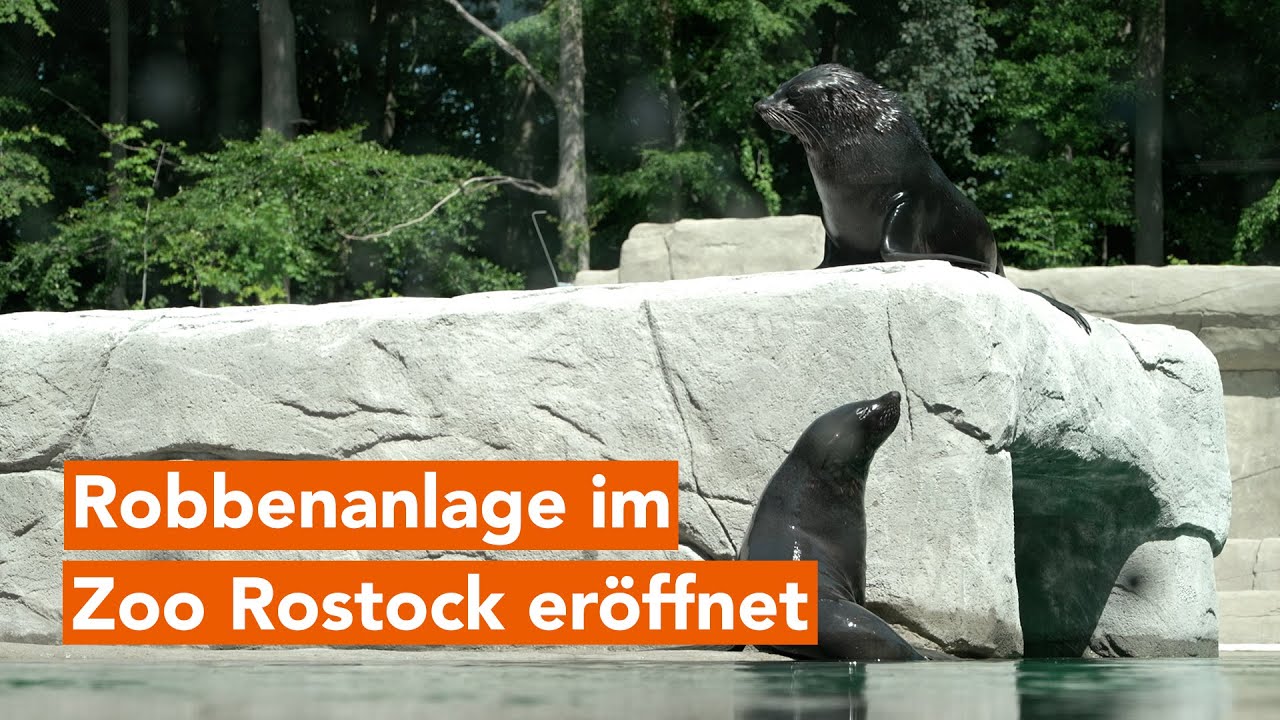 Neue und artgerechte Robbenanlage in Zoo Rostock eröffnet