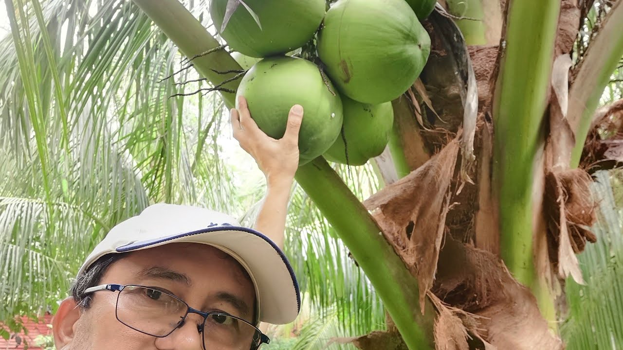 Dwarf coconut harvest