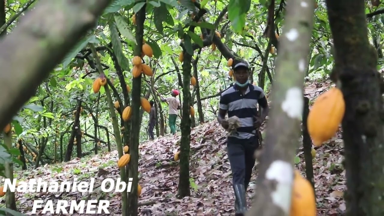 30 years old Rich Farmer in Boki