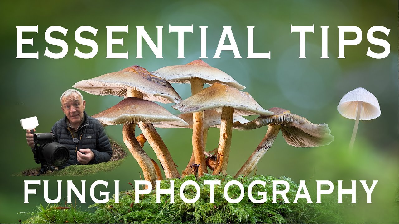 Essential Tips for Fungi Photography