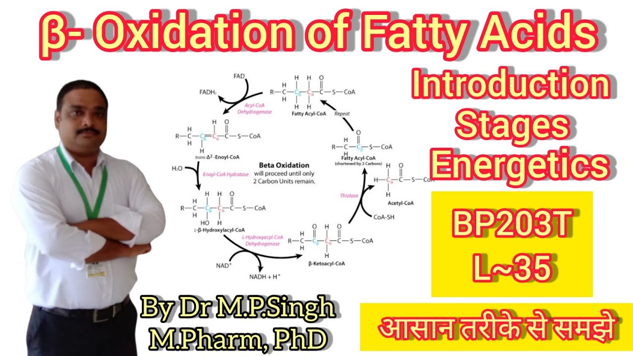 Beta Oxidation of Fatty Acids | Lipid Metabolism | Energetics | Biochemistry | BP203T | L~35