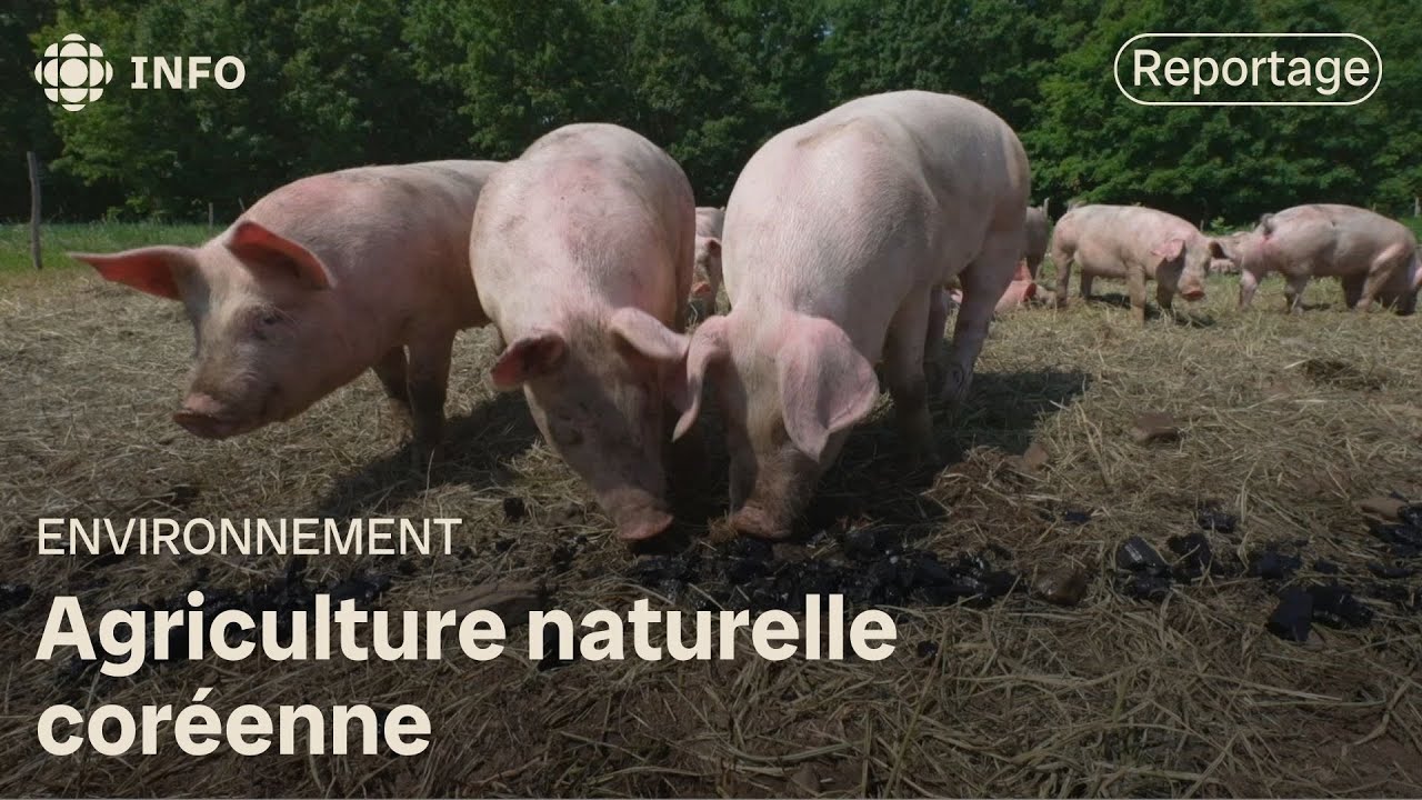 L'agriculture naturelle coréenne : Les alliés invisibles de la forêt entrent à la ferme