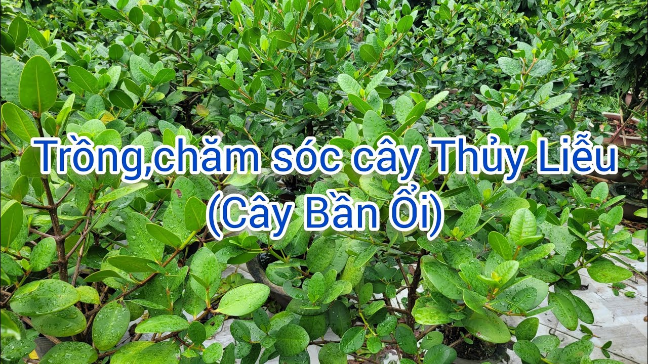 Trồng và chăm sóc cây Thủy Liễu (Bần Ổi)