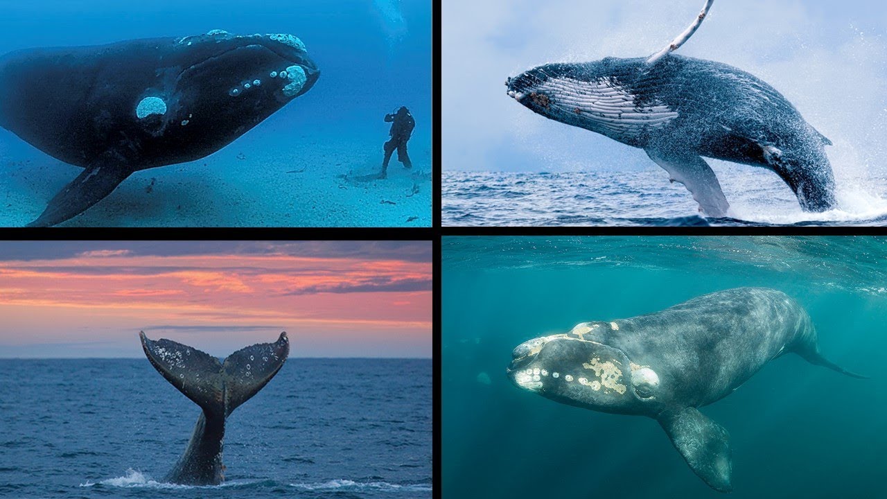 AS MAIORES BALEIAS DO MUNDO!!! CONHEÇA AS 10 MAIORES ESPÉCIES DOS GIGANTES DOS OCEANOS!
