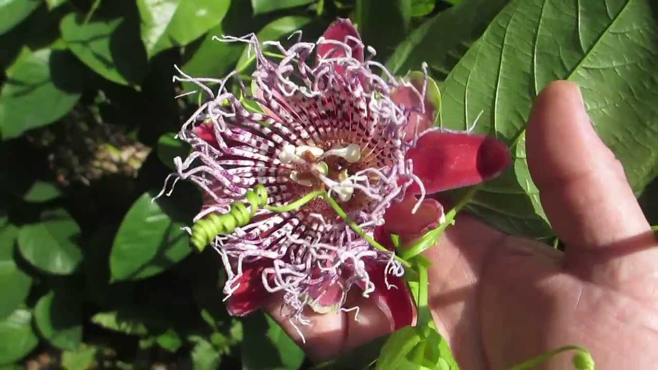 World's largest passionfruit
