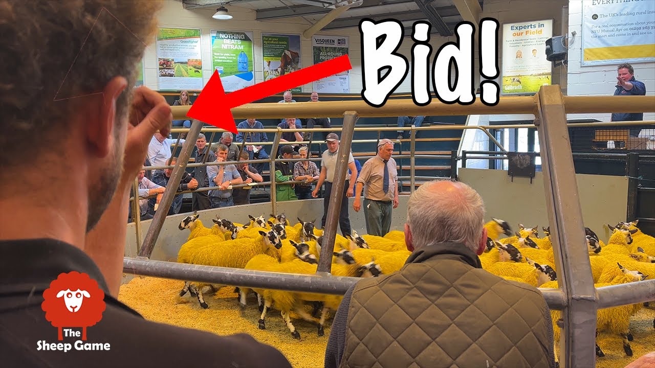 FARMER SELLING SHEEP  |  and buying some replacements!
