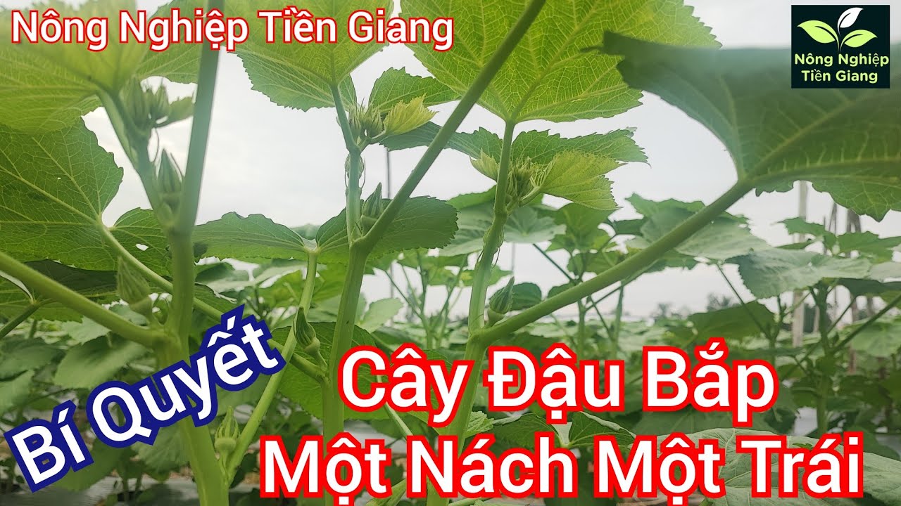 Bí quyết giúp ra hoa đậu trái tăng năng suất cao cho cây đậu bắp