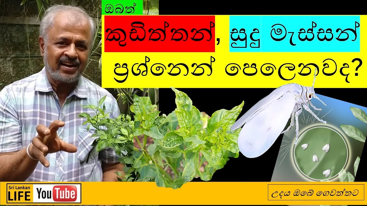 S1. සුදුමැස්සා, කුඩිත්තා වැනි පලිබෝධකයන්ගෙන් වගාව ආරක්ෂා කරගන්නේ කෙසේද? | How to control plant pests
