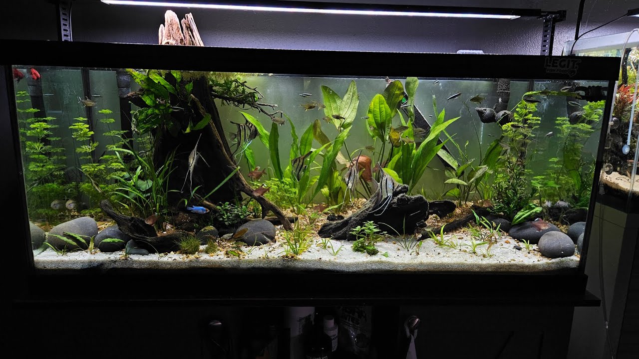 75 Gallon Angelfish Tank - Rio Nanay Angelfish Updated Tank