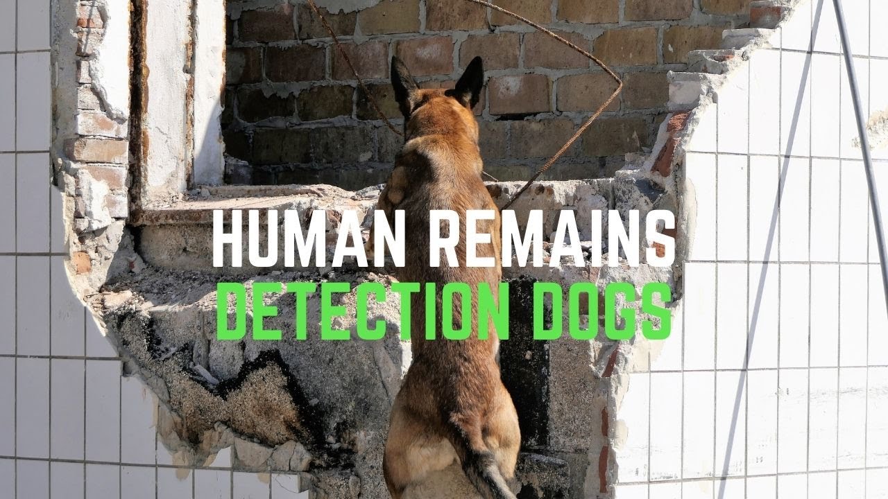 Starting a Human Remains Detection Dog | Grassroots K9