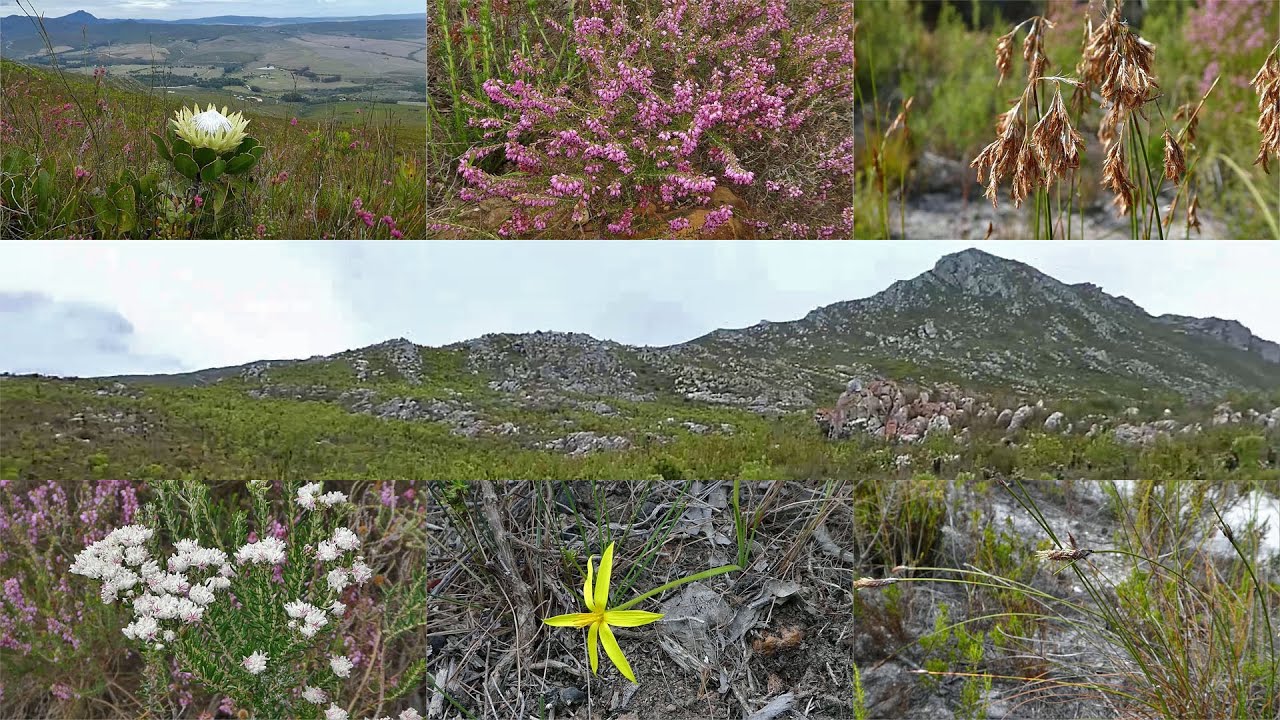 Fynbos Walk - What is fynbos?