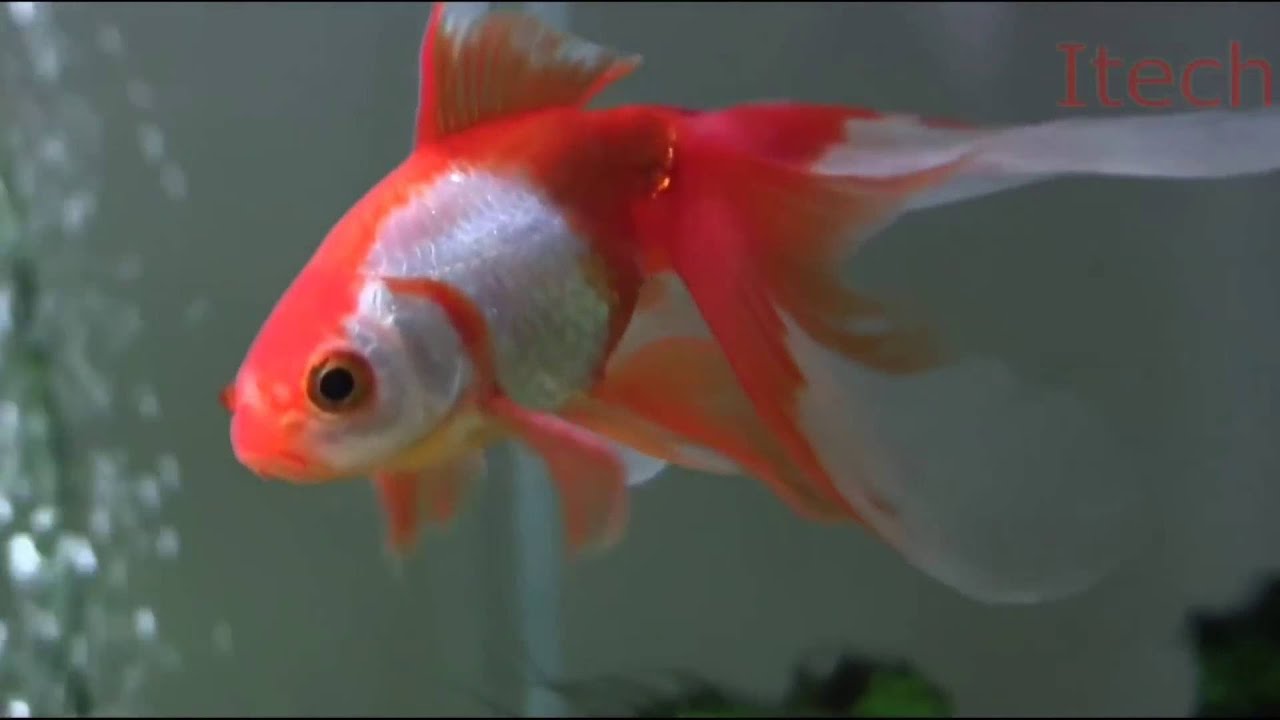 Fantail Goldfish Aquarium Fish