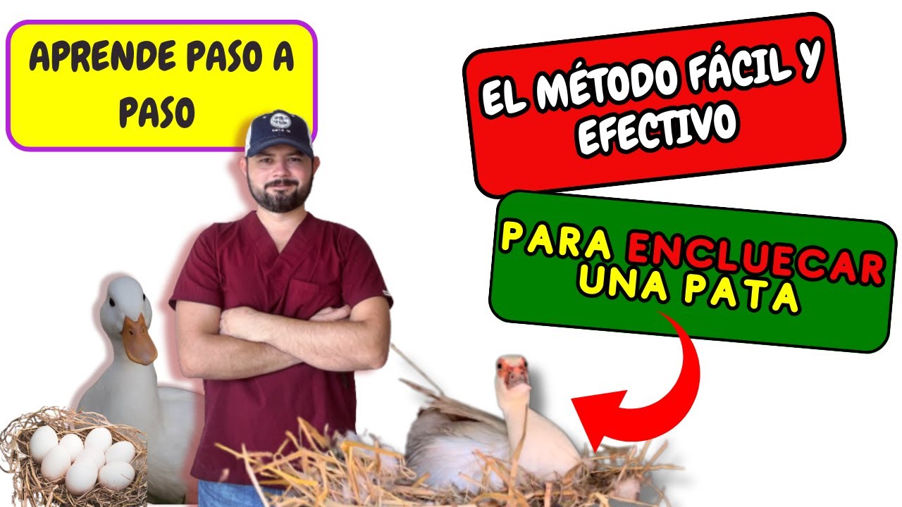 ✅COMO HACER QUE LA PATA 🦆🪺INCUBE SUS HUEVOS. Método FÁCIL Y EFECTIVO✔️🧑🏻‍🌾
