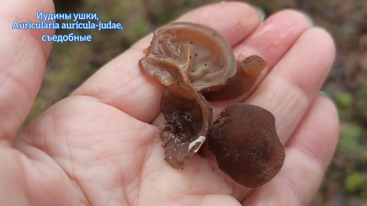 Какие грибы есть 19 ноября? Много разных...