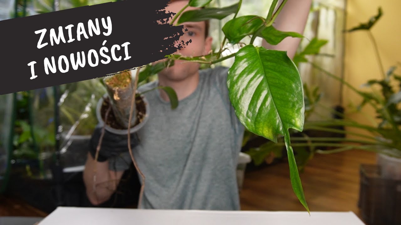 Nowości, Zmiany i Promocje | Tniemy Epipremnum Skeleton Key