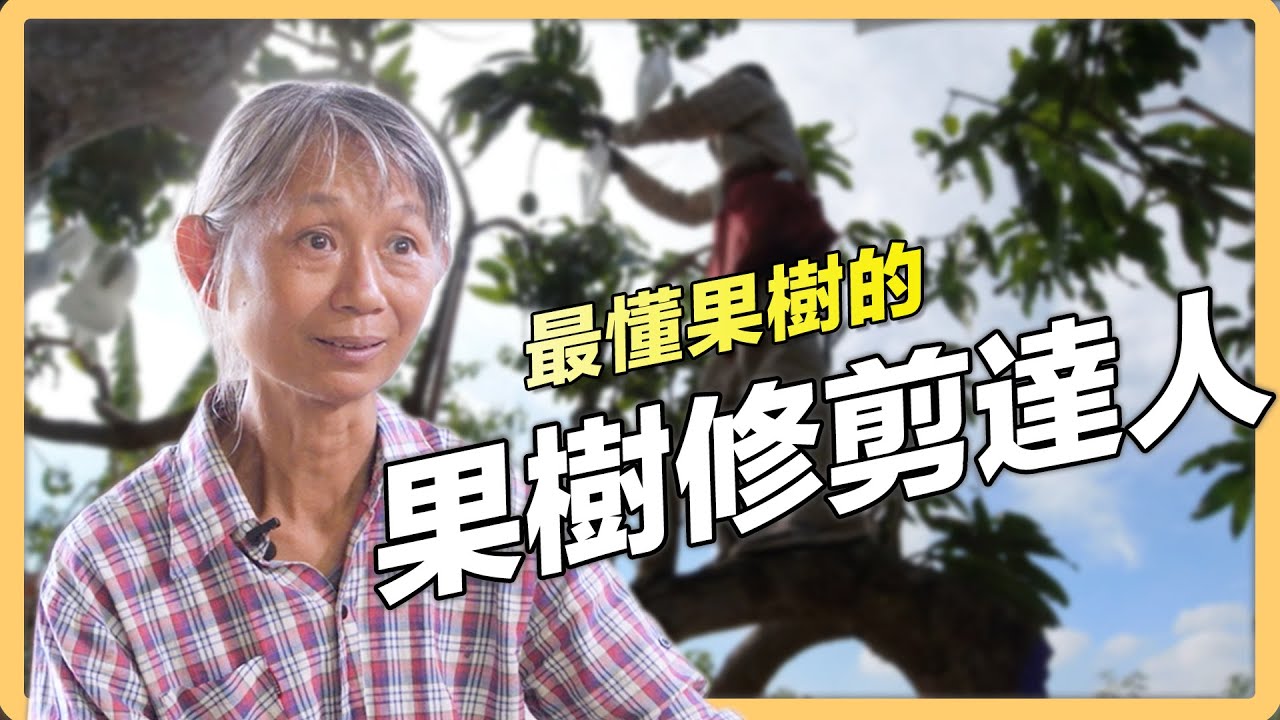 【台南官田】果樹修剪達人陳佩雲  傳授修剪技術 | 有機無毒 | 322 | #美麗心台灣