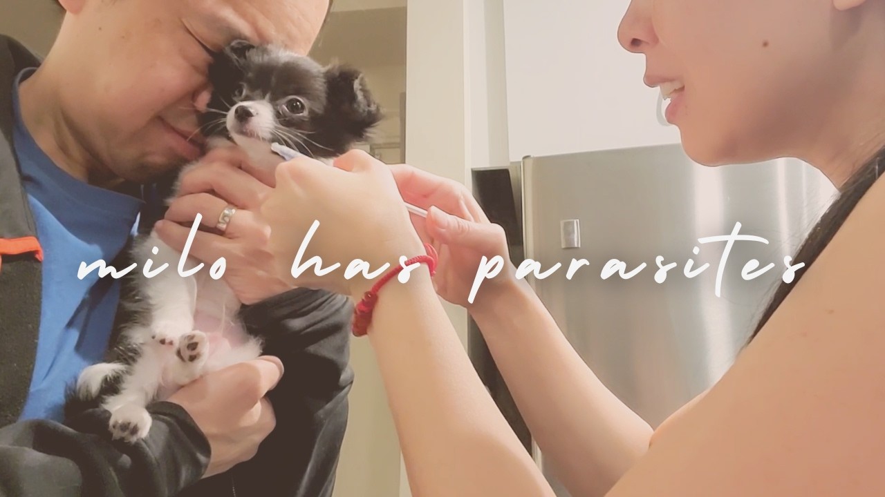 Продуктивная неделя дома • Глубокая уборка и первое купание Мило 🐶