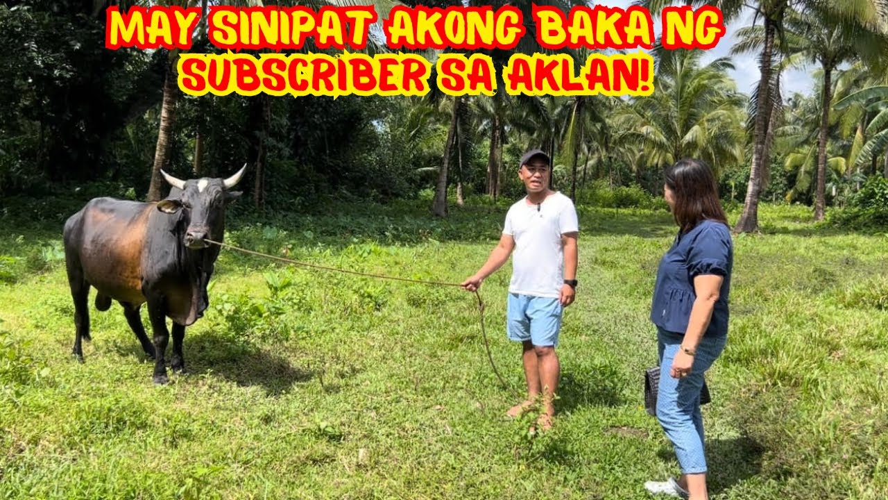 MAY SINIPAT AKONG BAKA NG SUBSCRIBER SA AKLAN! MALAKI AT MATABA ANG ALAGA NIYA! | SOLLE'S G.