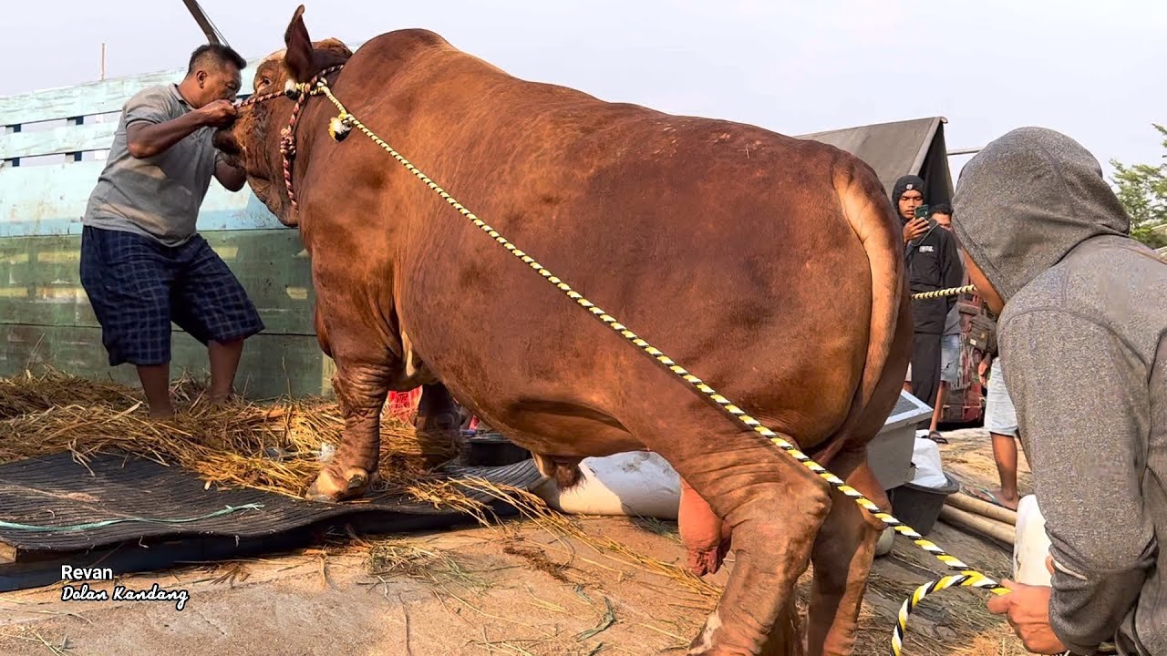 SAPI RAKSASA BRUNO TIBA DI ARENA KONTES, siap perang🔥