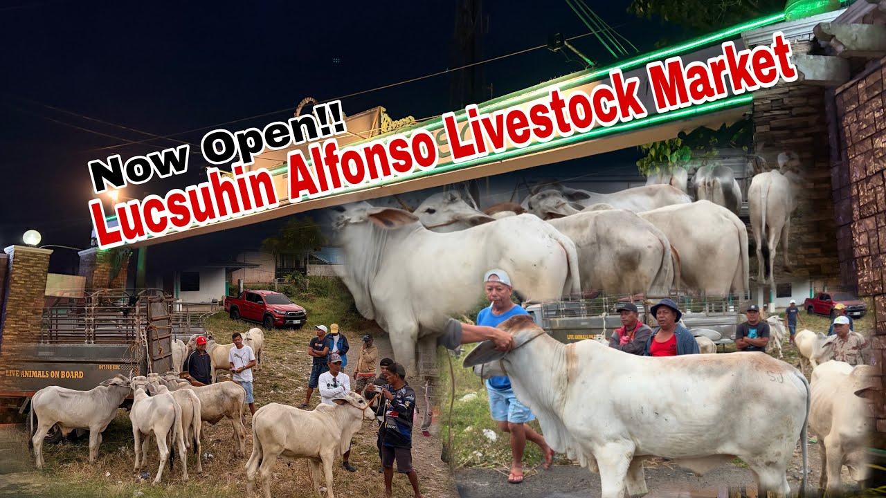 Updated Prices!! Lucsuhin Alfonso Cavite Livestock Market! Sana ay Mabuhay Muli! Suportan Ulit Natin