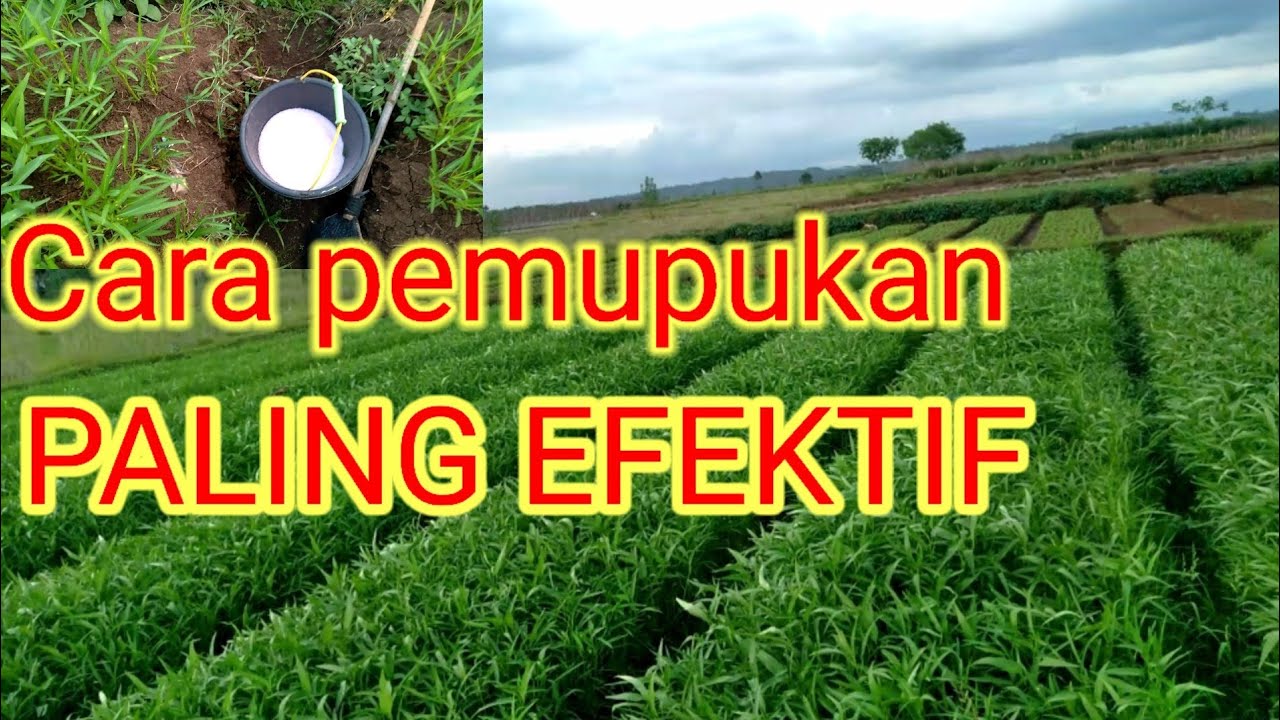 Cara Pemupukan Tanaman Kangkung Paling Mudah